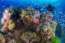 coral reefs are not in good shape